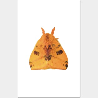 Io Moth Posters and Art